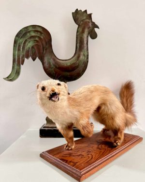 Fouine ancienne naturalisée