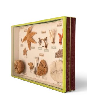 Vitrine ancienne d'entomologie