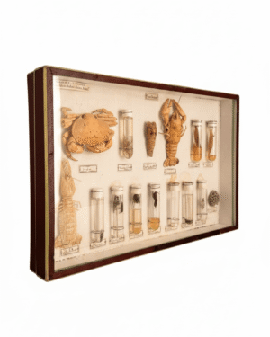 Boîte d'entomologie 1900 N. Boubée & Cie